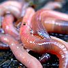 worm will turn