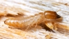 Thumbnail image for They Call Me Termite Terry